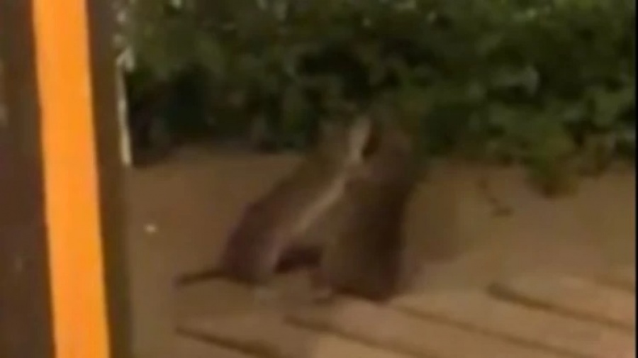 VIDEO VIRAL: FUERON A COMER A UN RESTAURANTE Y TERMINARON VIENDO UNA PELEA DE RATAS