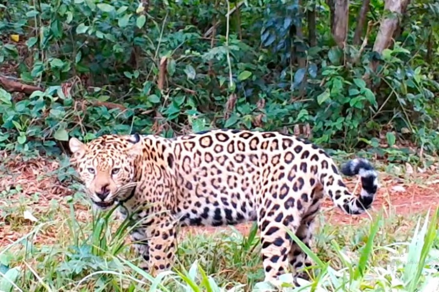 MISTERIO POR LA DESAPARICIÓN DE DOS CACHORROS DE YAGUARETÉ EN MISIONES